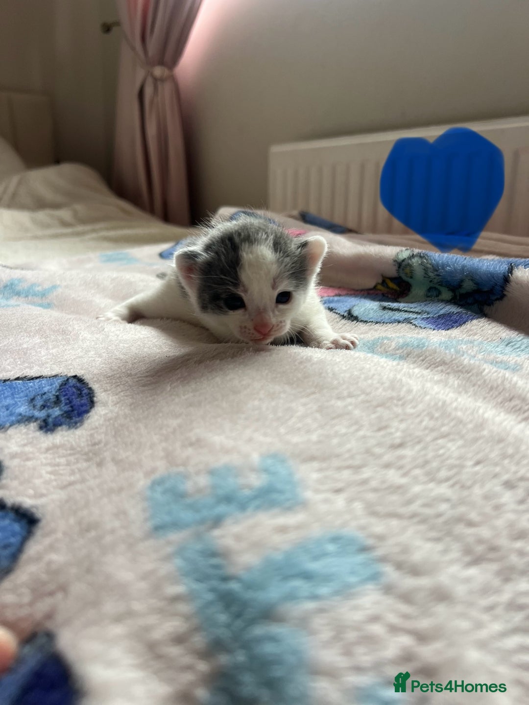 Mixed Breed cats for sale: Adorable fluffy kittens  - Image 8