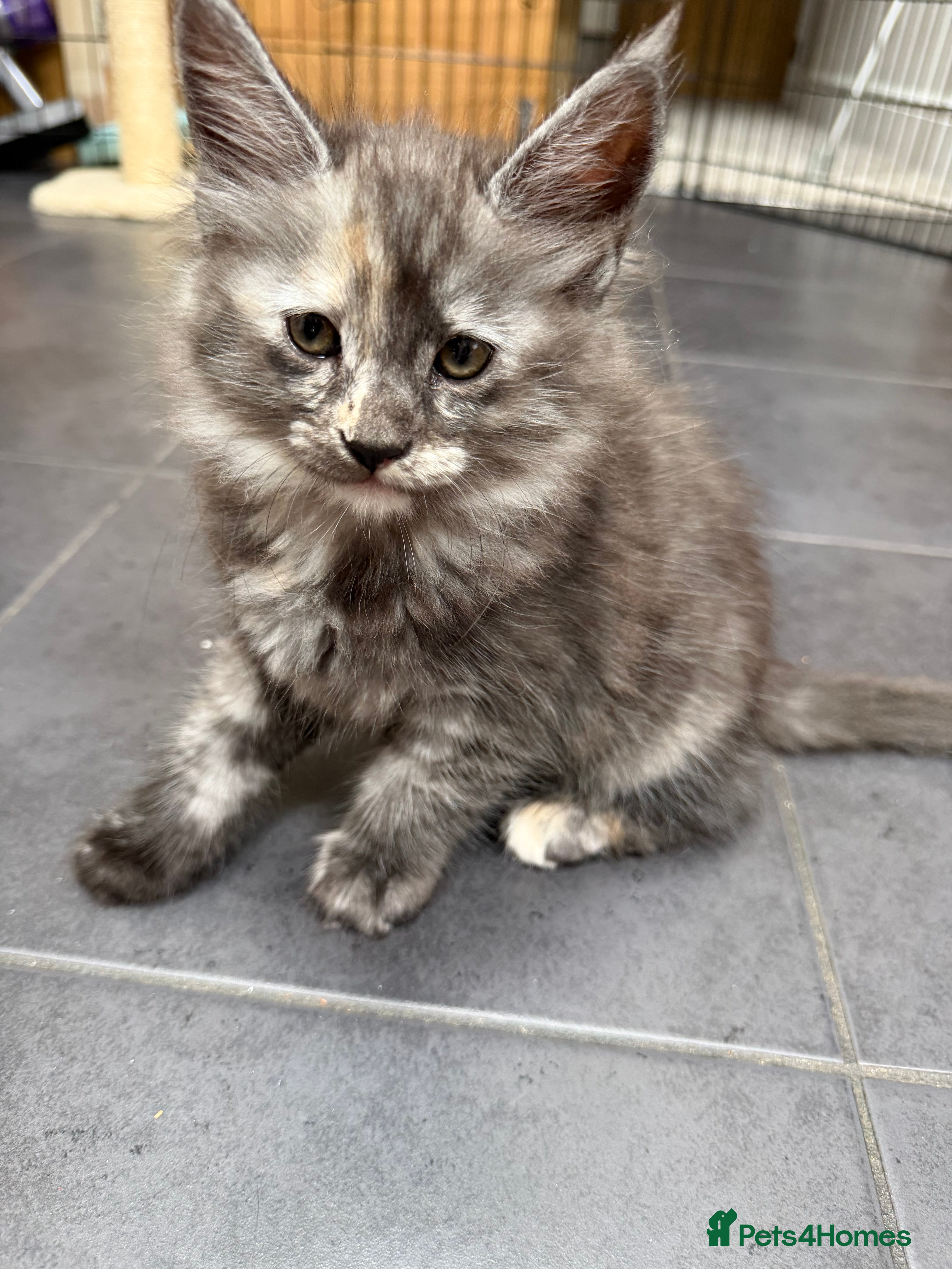 Maine Coon cats Stunning Fluffy Maine Coons - Advert 18