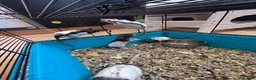 Rat rodents for sale: Male rats - Advert 5