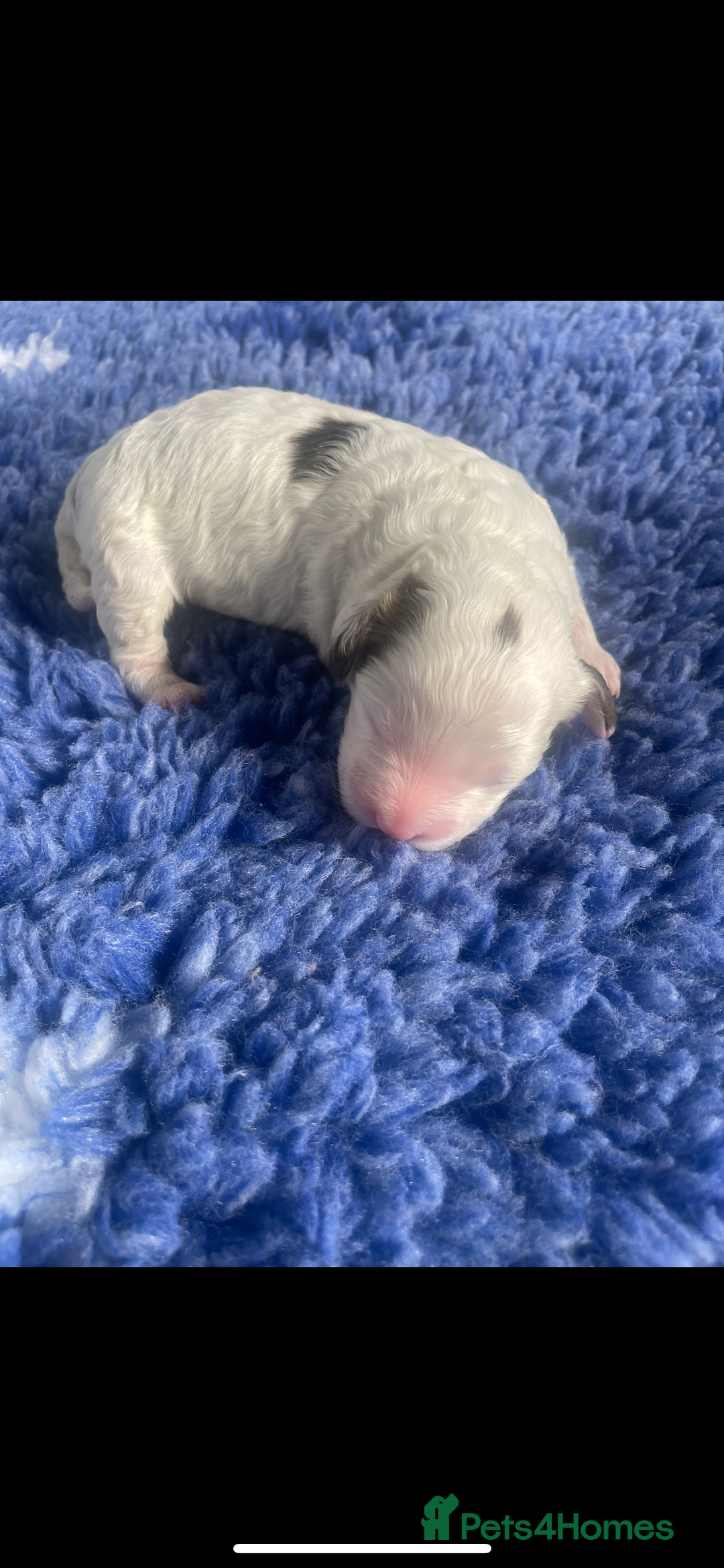 Cockapoo dogs for sale: F1b cockapoo puppies  - Image 9