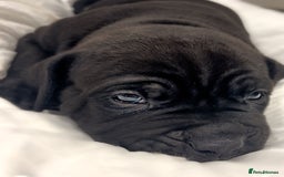 Cane Corso dogs for sale: Cane Corso Puppies Looking for Their Forever Homes - Advert 3