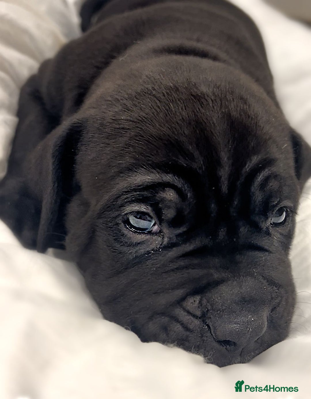Cane Corso dogs for sale: Cane Corso Puppies Looking for Their Forever Homes - Advert 3