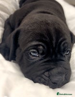 Cane Corso dogs Cane Corso Puppies Looking for Their Forever Homes - Advert 4