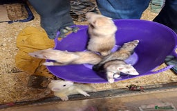 Ferret rodents for sale: Ferret Kits for Sale - Image 2