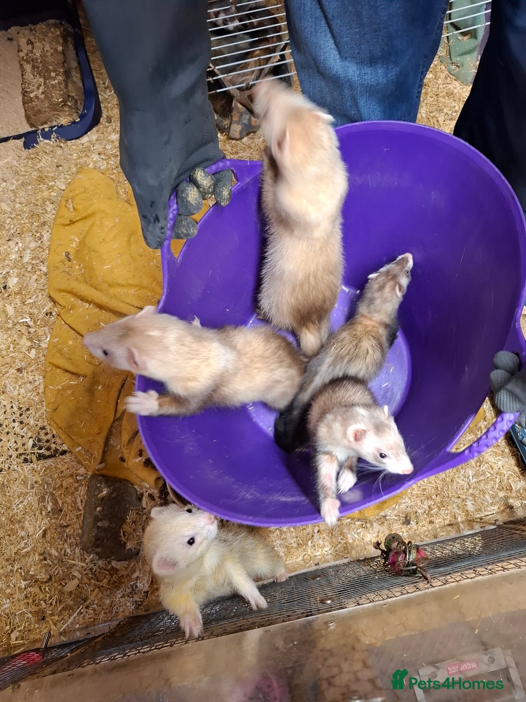 Ferret rodents for sale: Ferret Kits for Sale - Image 2