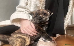 Mixed Breed dogs for sale: Beautiful French chows ready to leave!  - Image 3