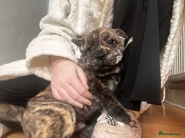 Mixed Breed dogs - Advert 4