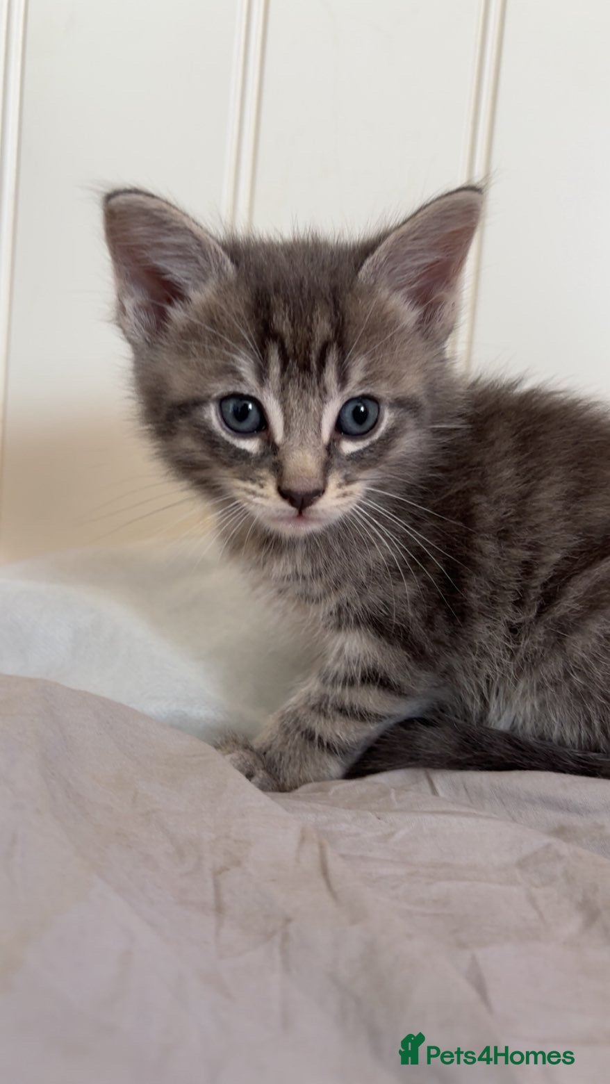 Mixed Breed cats Kittens - Advert 1