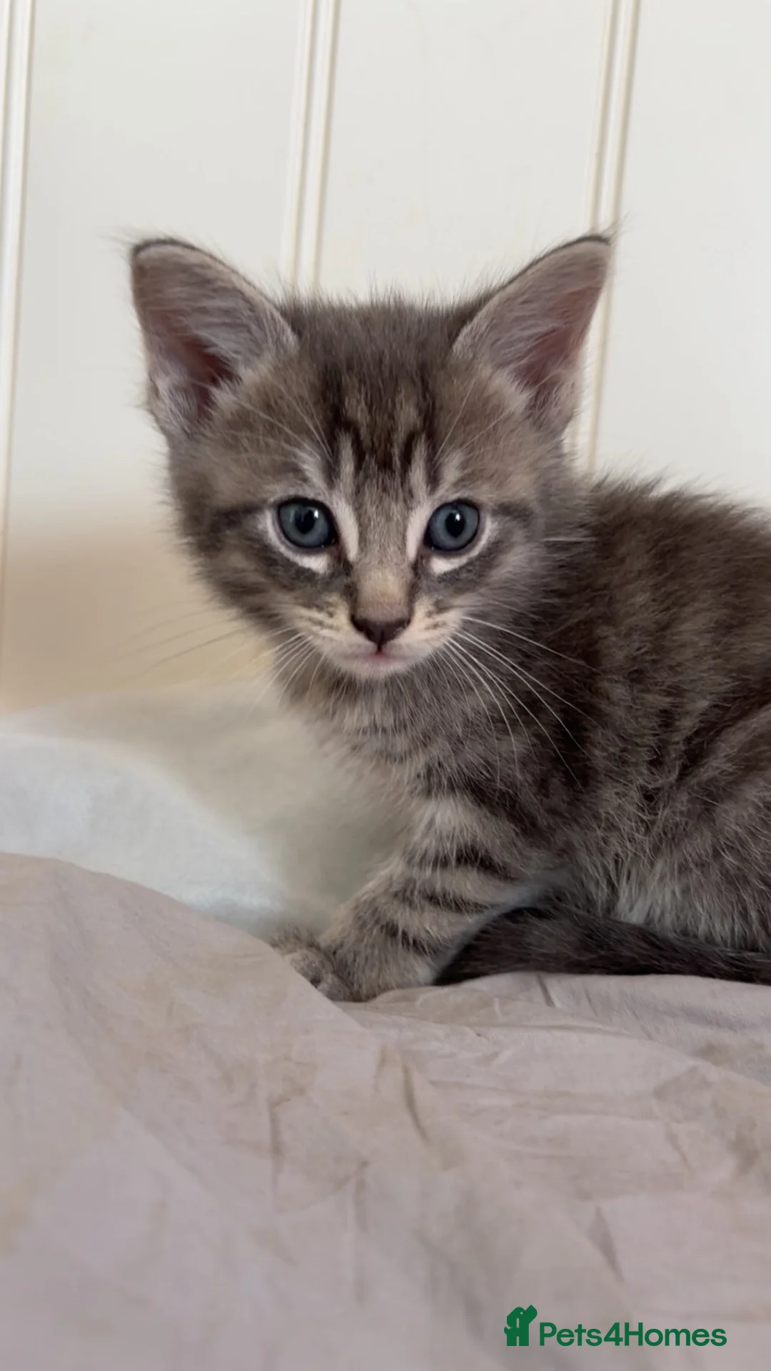 Mixed Breed cats for sale: Kittens - Advert 1