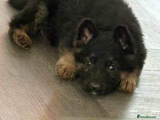 German Shepherd dogs Beautiful German shepherd Puppies - Advert 1