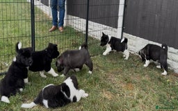 Akita dogs for sale: Quality KC Registered American Akita Puppies - Image 16
