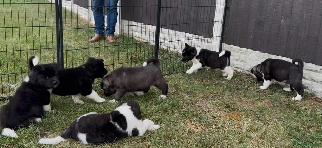 Akita dogs for sale: Quality KC Registered American Akita Puppies - Image 16