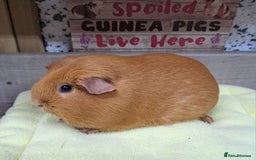 Guinea Pig rodents for sale: Female guinea pig - Leeds Area LS27  - Advert 1