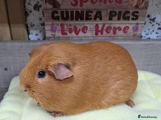 Guinea Pig rodents Female guinea pig - Leeds Area LS27 - Advert 1