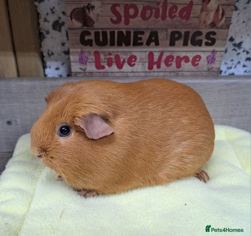 Guinea Pig rodents Female guinea pig - Leeds Area LS27 - Advert 1