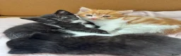 Mixed Breed cats for sale: Female kitten ready to go  - Advert 6