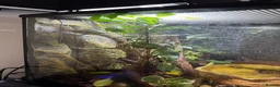 Frog reptiles for sale: 2 Whites Tree Frogs With Full Bioactive Set Up - Advert 8
