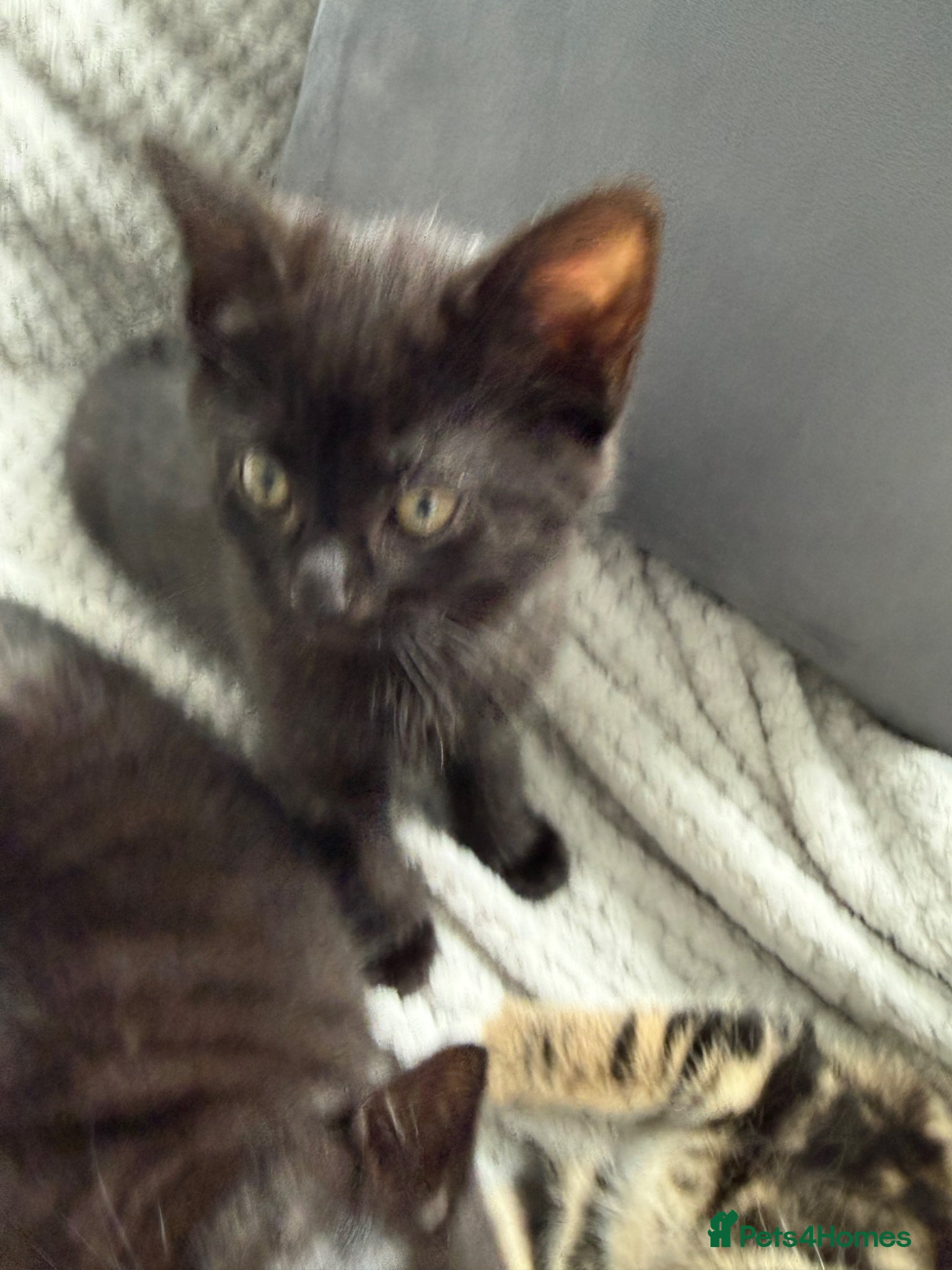 Mixed Breed cats Male black kitten  - Advert 15