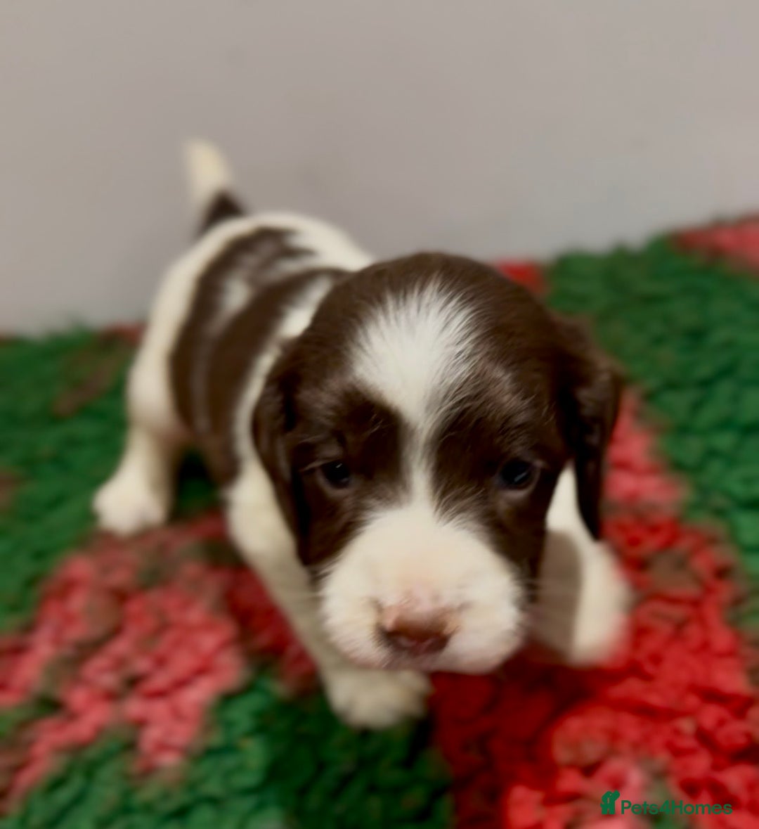 English Springer Spaniel dogs for sale: KC Working English springer spaniel puppies - Advert 10