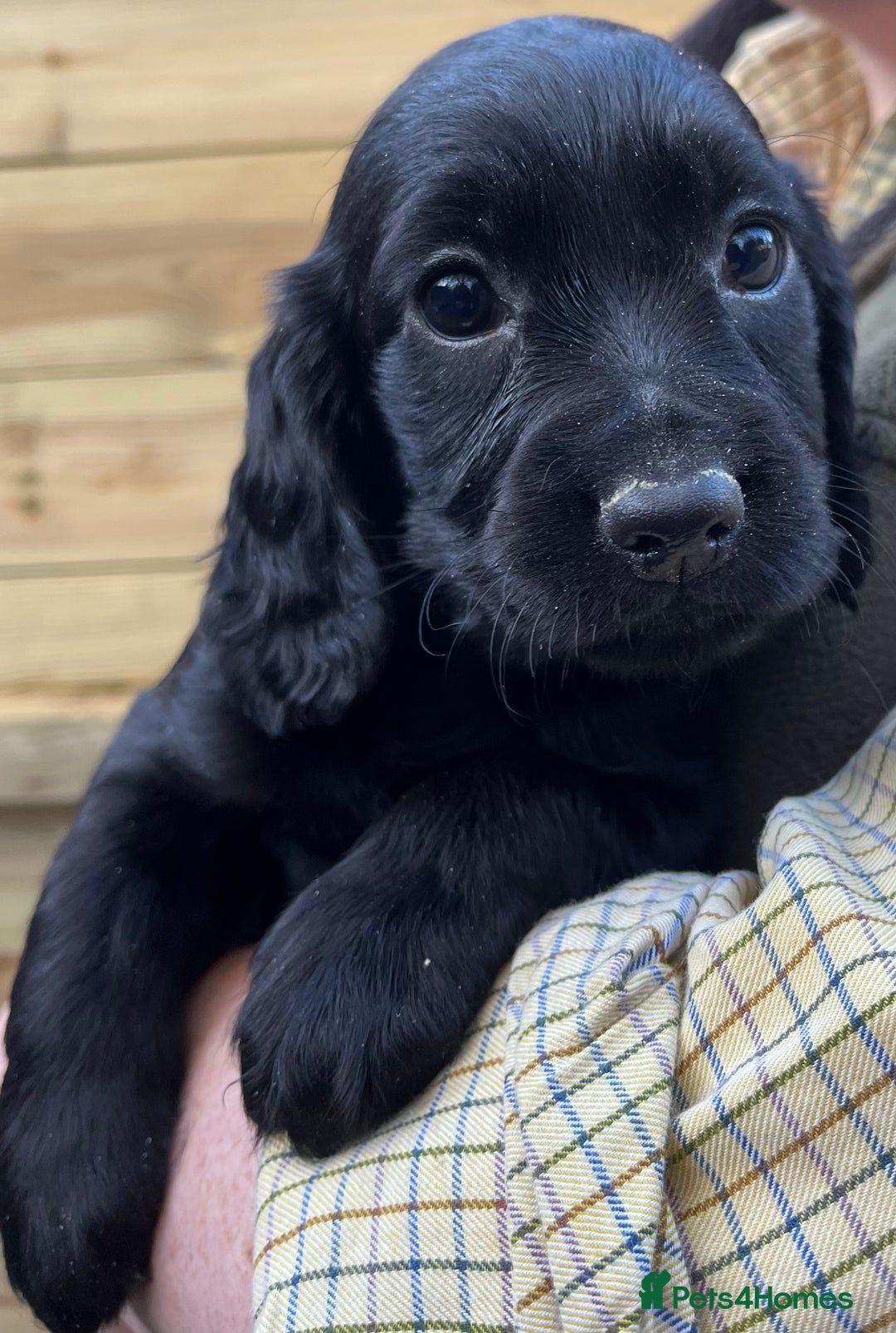 Cocker Spaniel dogs for sale: Stunning Health Tested WCS Pups - Advert 5