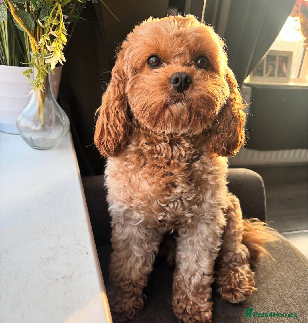 Cavapoo dogs for stud: 3 year old Cavapoo available for stud - Image 2