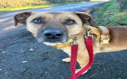 Mixed Breed dogs for adoption: Meet Piper,currently residing in Cheshire  - Image 2