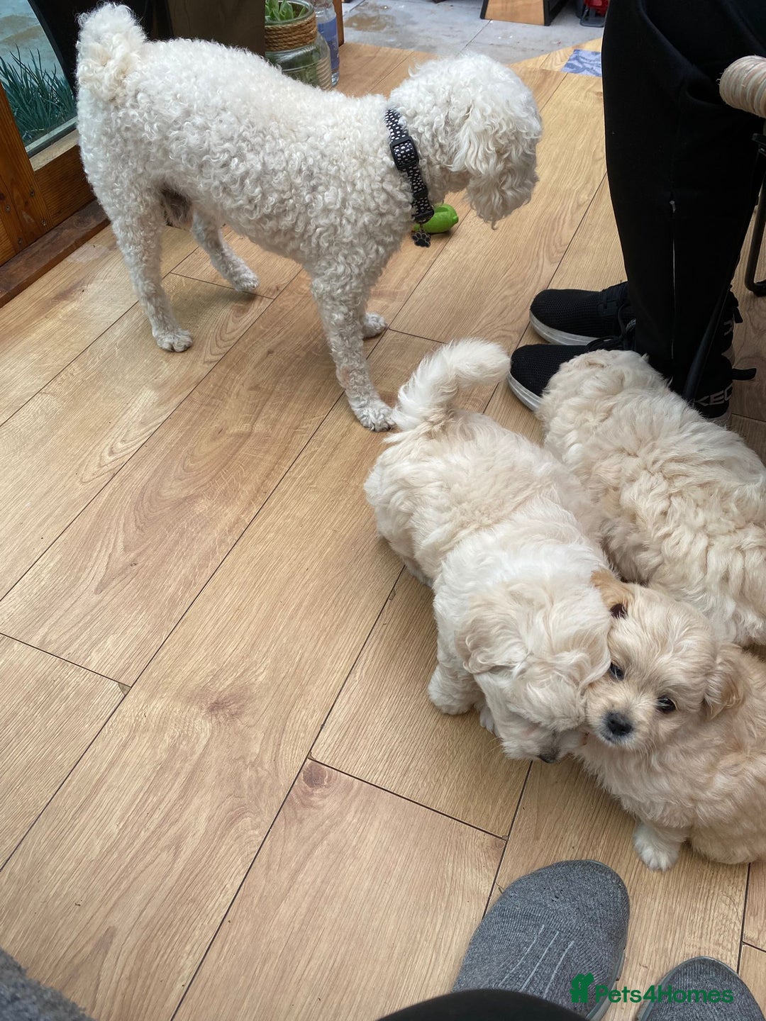 Maltipoo dogs for sale: Adorable F1 Havapoo Puppies | 2 BOYS 1 GIRL - Image 10