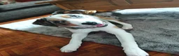 Border Collie dogs for sale: Blue Merle Border Collie in Camberley - Advert 13