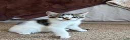 Mixed Breed cats for sale: 5 beautiful kittens ready for new home - Advert 16