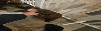Cocker Spaniel Puppy 3