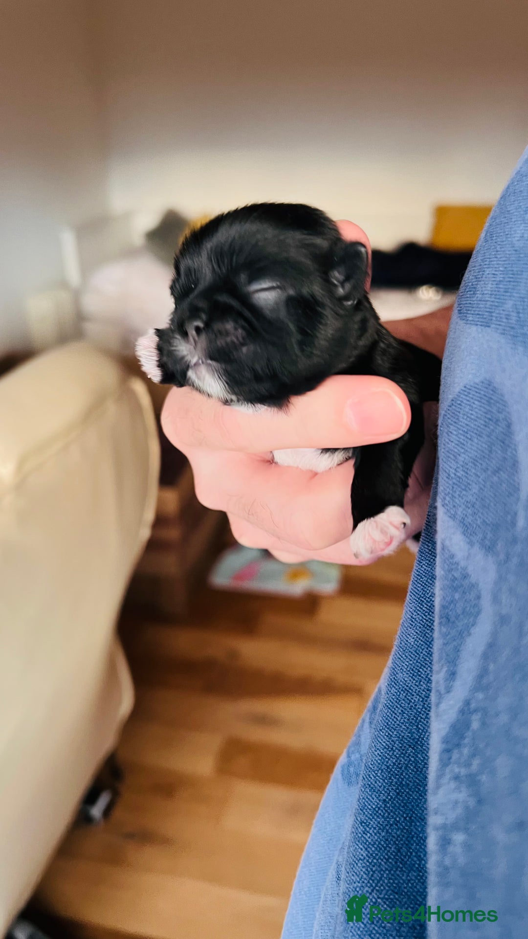 Shih Tzu dogs for sale: Shih Tzu Puppies - Advert 5