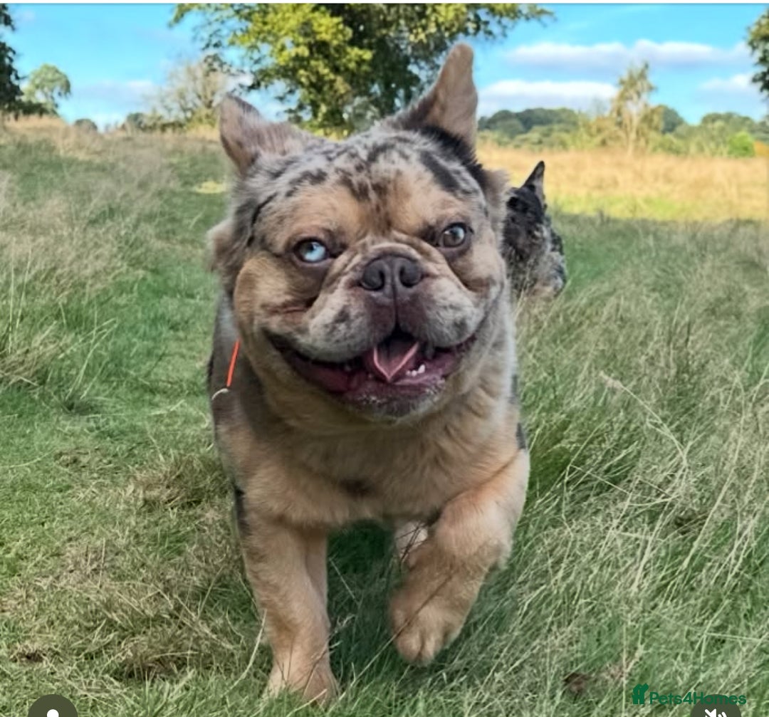 French Bulldog dogs for sale: Romeo  - Advert 3