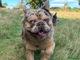 French Bulldog dogs Romeo - Advert 8