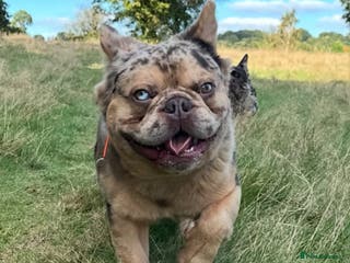 French Bulldog dogs Romeo - Advert 18