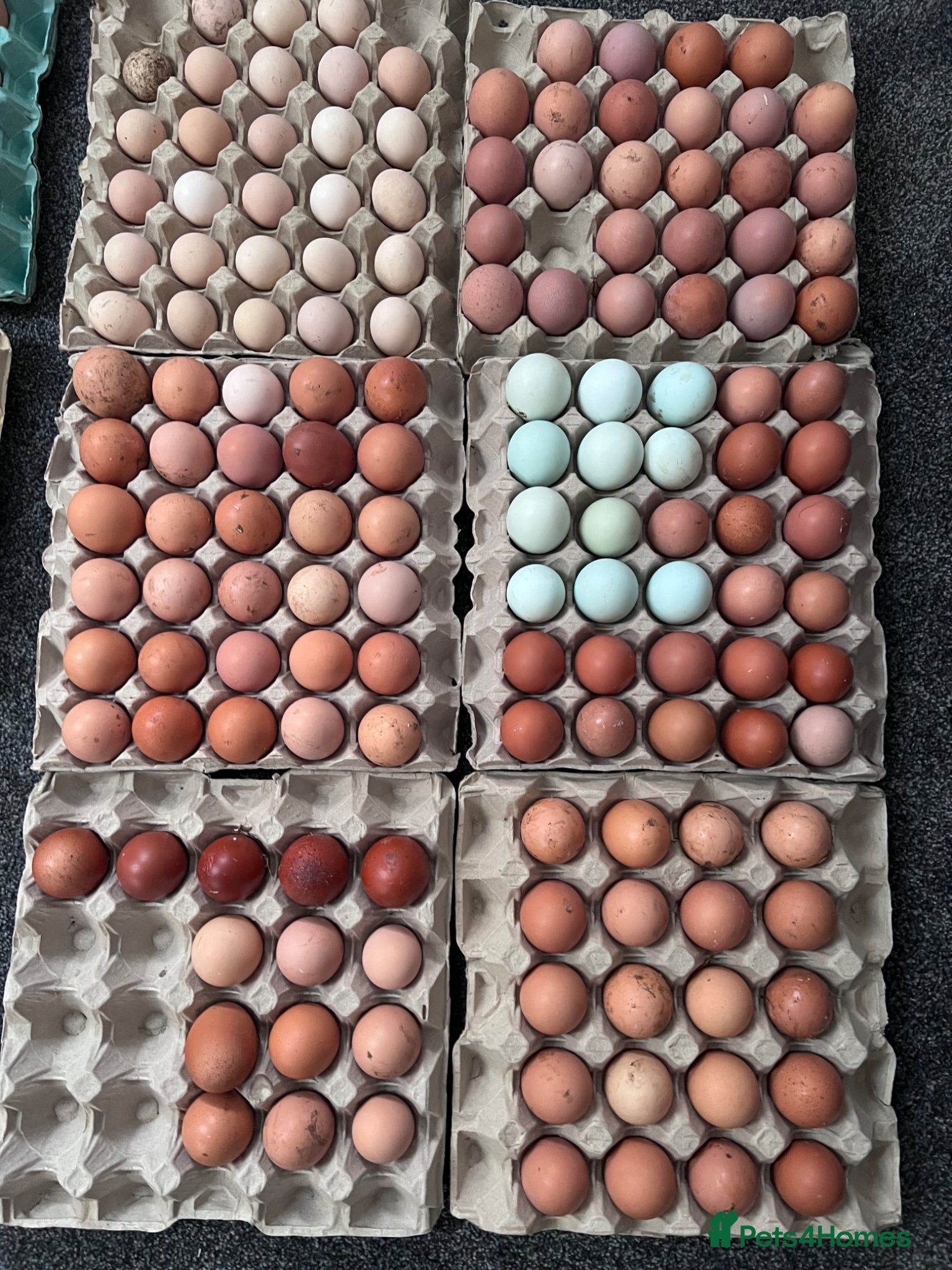 Chickens poultry Pure Breed & Mixed Poultry Eggs Available - Advert 2