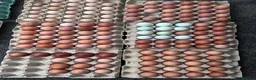 Chickens poultry for sale: Pure Breed & Mixed Poultry Eggs Available - Advert 2