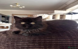 Siberian cats for sale: ❤️ 5 super friendly Siberian mix kittens ❤️ - Image 11