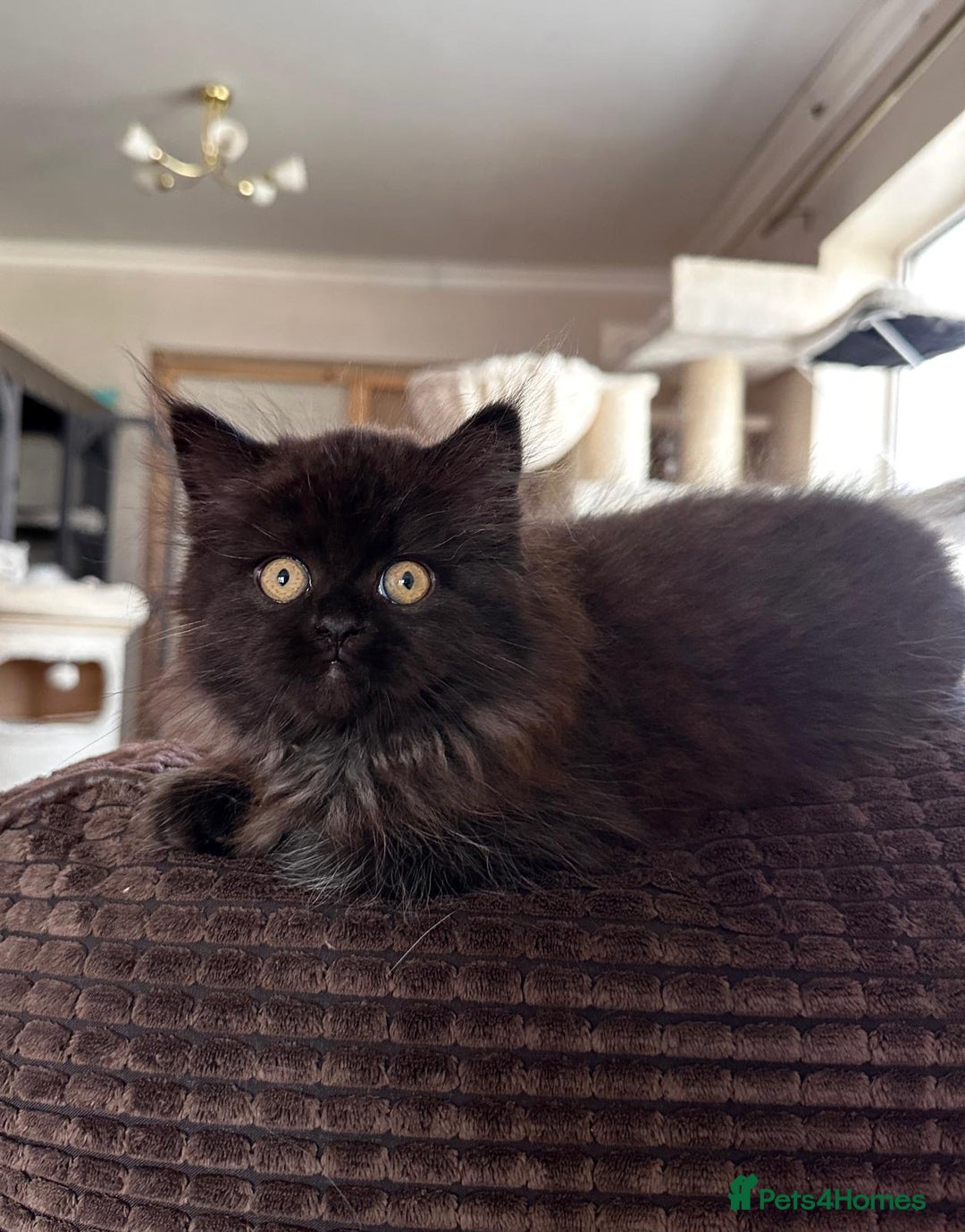 Siberian cats for sale: ❤️ 5 super friendly Siberian mix kittens ❤️ - Image 11