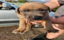 Mixed Breed dogs for sale: Belgian malinois/ border collie  - Image 6