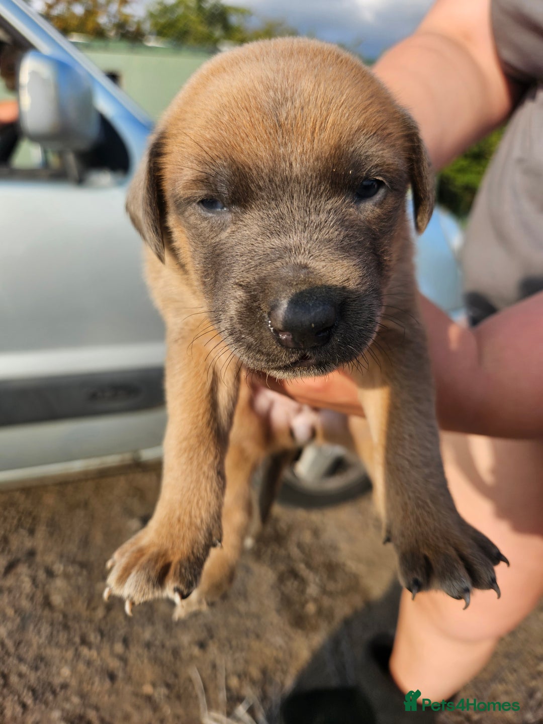 Mixed Breed dogs for sale: Belgian malinois/ border collie  - Image 6