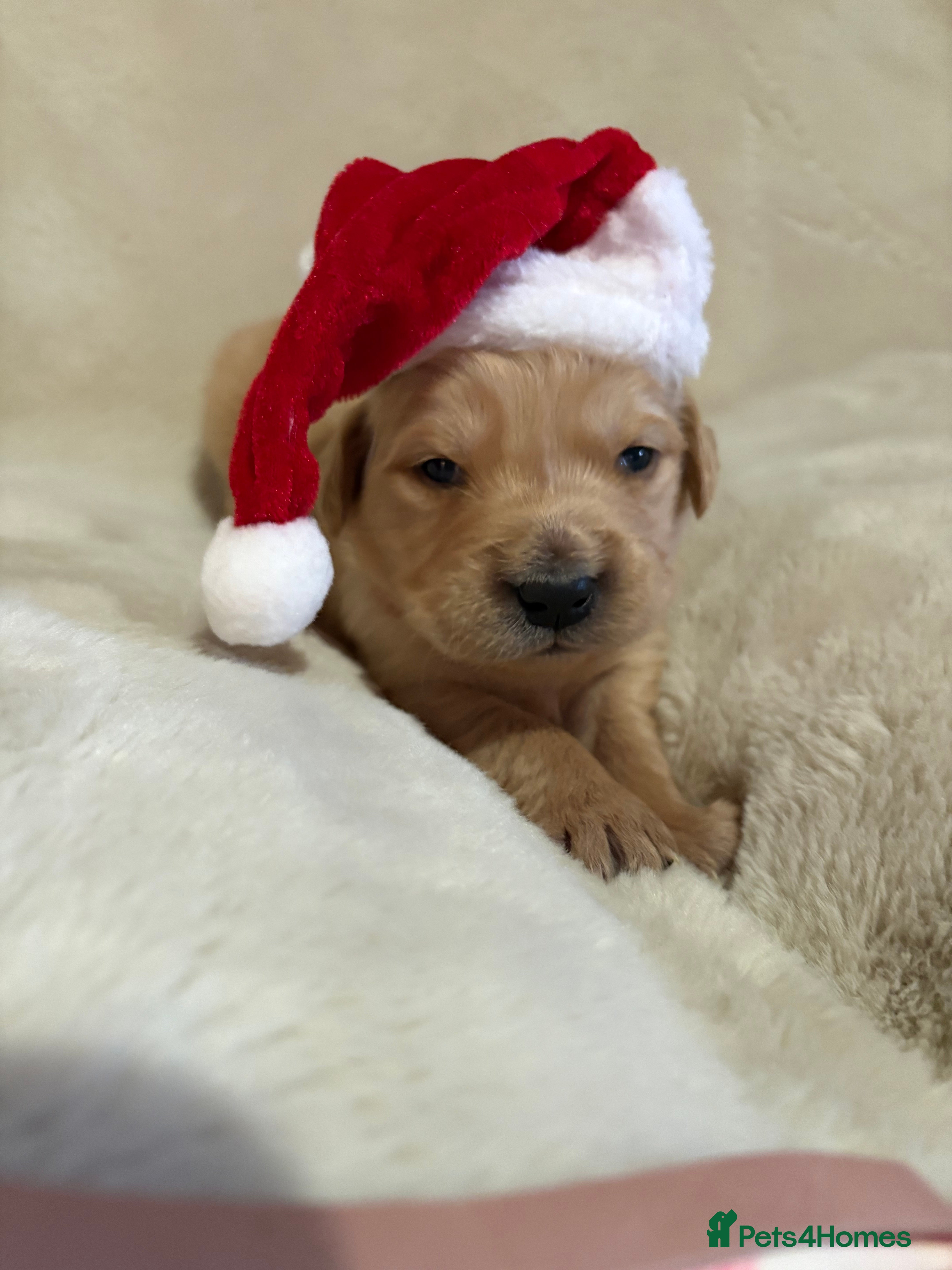 Golden Retriever dogs Golden retriever puppies KC reg 3x males  🐶  - Advert 1