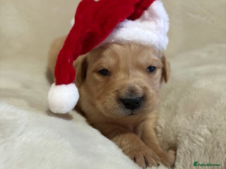 Golden Retriever dogs Golden retriever puppies KC reg 6 puppies 🐶 - Advert 10