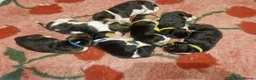 Basset Hound dogs for stud: Basset Hound Proven Stud - Advert 24