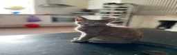 Mixed Breed cats for sale: Beautiful cats  - Advert 6
