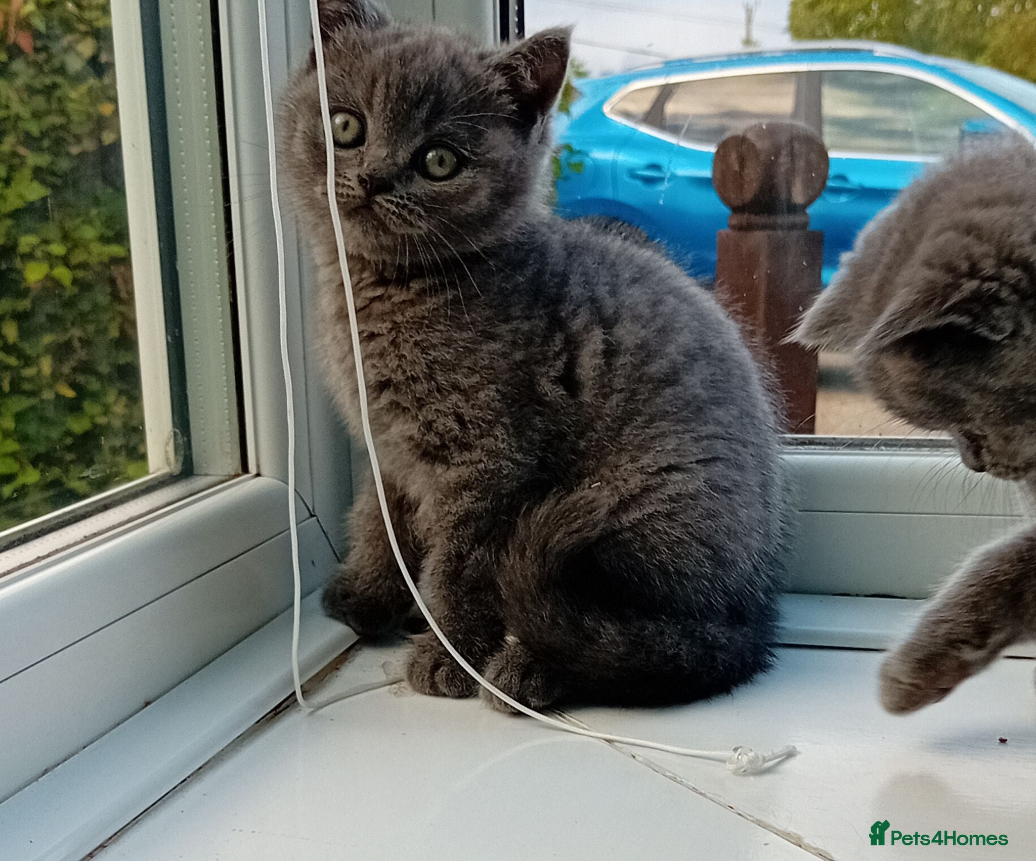 British Shorthair cats Gorgeous British short-hair kittens  - Advert 7