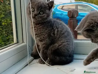 British Shorthair cats Gorgeous British short-hair kittens - Advert 7