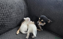 Chihuahua dogs for sale: Chihuahua pups 🐶  - Image 5