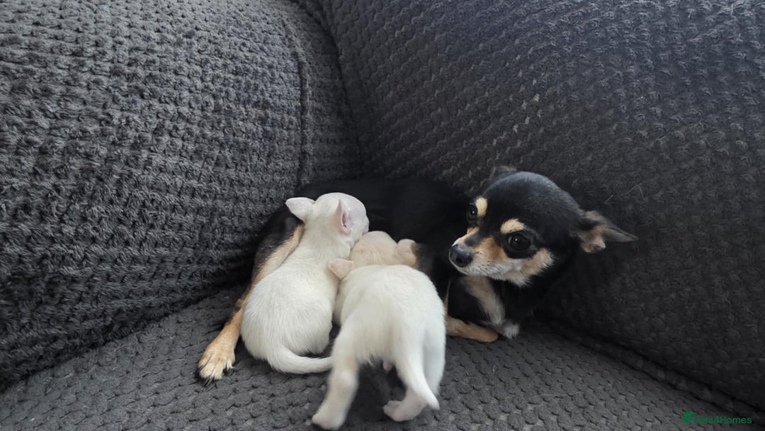 Chihuahua dogs for sale: Chihuahua pups 🐶  - Image 5
