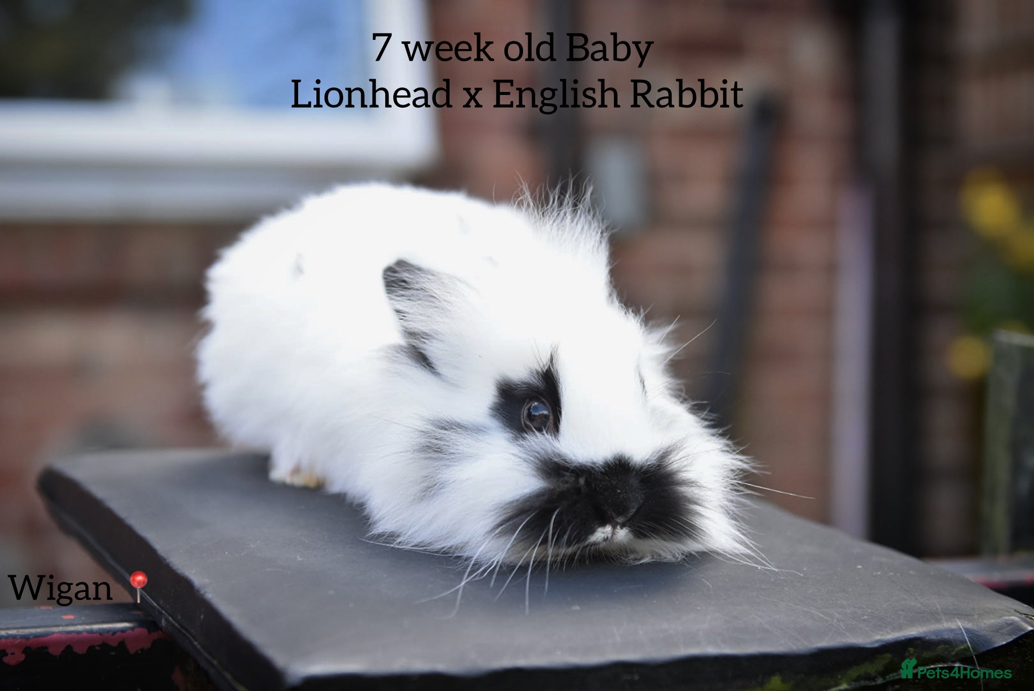 Lionhead rabbits Lionhead x English Male Looking For New Home - Advert 3