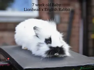Lionhead rabbits Lionhead x English Male Looking For New Home - Advert 3